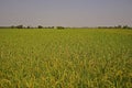 Paddy field background, rice production area of Thailand Royalty Free Stock Photo