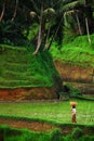 Paddy Field Bali Royalty Free Stock Photo