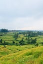 Paddy Field Bali Royalty Free Stock Photo