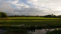 The paddy field is beautified with a last touch of the sinking Sun Royalty Free Stock Photo