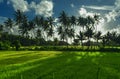 Paddy field Royalty Free Stock Photo