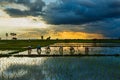 Paddy field Beautiful landscape thailand Rice Fields Sunrise Sunset blur.