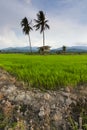 Paddy field with blue sky at Kota Marudu, Sabah, East Malaysia