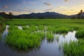 Paddy field at Borneo, Sabah, Malaysia Royalty Free Stock Photo