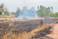 paddy field burned by fire