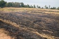 paddy field burned by fire
