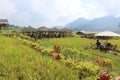 Paddy field cafe tour in Pujon, Malang district, East Java, Indonesia Royalty Free Stock Photo