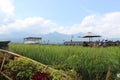 Paddy field cafe tour in Pujon, Malang district, East Java, Indonesia Royalty Free Stock Photo