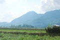 Paddy field cafe tour in Pujon, Malang district, East Java, Indonesia Royalty Free Stock Photo