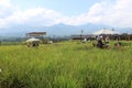 Paddy field cafe tour in Pujon, Malang district, East Java, Indonesia Royalty Free Stock Photo