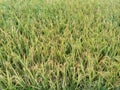 Paddy Field Close up Photo. Full Frame Photo.