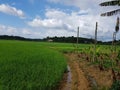 Paddy field and the cloudy sky Royalty Free Stock Photo