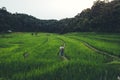Paddy field In the countryside Rice fields in asia Royalty Free Stock Photo
