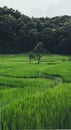 Paddy field In the countryside Rice fields in asia Royalty Free Stock Photo