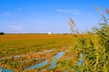 Paddy field in Delta del Ebro, in Catalonia, Spain Royalty Free Stock Photo