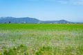 Paddy field in the Ebro Delta in Deltebre, Spain