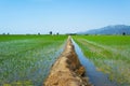 Paddy field in the Ebro Delta in Deltebre, Spain