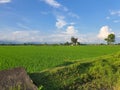 Paddy field extrnsive unque nepal blue cear sky