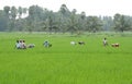 PADDY FIELD