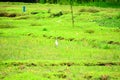 Paddy field fields in asia thailand Royalty Free Stock Photo