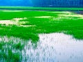 Paddy field filled with water after conceive