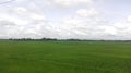 Rice field landscape in Thailand. Royalty Free Stock Photo