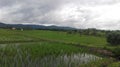 Rice field landscape in Thailand. Royalty Free Stock Photo