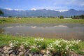 Paddy field and flower Royalty Free Stock Photo