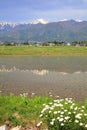 Paddy field and flower Royalty Free Stock Photo