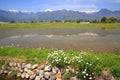 Paddy field and flower Royalty Free Stock Photo