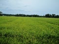 Paddy field give us the green view. Just wait the right time to be harvest