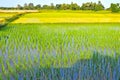 Some plots have just been sowed and some are ready to harvest. Royalty Free Stock Photo