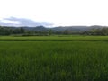 Paddy field