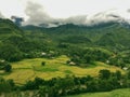 Paddy Field