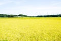 Paddy Field in Harvest Season Chiba, Japan