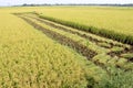 Paddy field- harvesting half done.