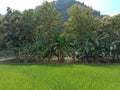 Paddy field with hills panorama Royalty Free Stock Photo