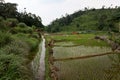 Paddy field and hills. Rice plants began to grow in rice fields. Wide area paddy field in Bogor, West Java, Indonesia. Indonesian