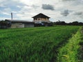 Paddy field house Royalty Free Stock Photo