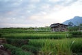 Paddy Field, A Hut and A Mountain Royalty Free Stock Photo
