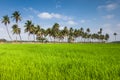 Paddy field in India