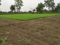 Paddy Field In Indian Village Farm In Monsoon Royalty Free Stock Photo