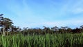 Paddy Field In Jabung, Malang Royalty Free Stock Photo