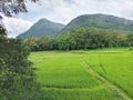 Paddy field in Kandy Sri Lanka Royalty Free Stock Photo