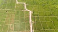 Paddy Field Kota Belud