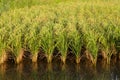 Paddy field in Kota Belud, Sabah, East Malaysia, Borneo Royalty Free Stock Photo