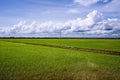 Paddy Field Landscape Royalty Free Stock Photo