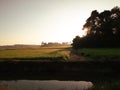 Paddy Field Landscape at Sunset in the Countryside Royalty Free Stock Photo