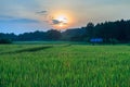 Paddy field with the last light of sunset. Royalty Free Stock Photo