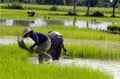 Paddy FIELD /man-made methane sources Royalty Free Stock Photo